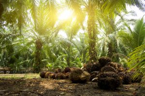 Industria Chiquibul | Siembra De Palma Africana Y La Extracción De Sus ...